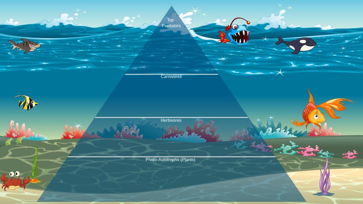 Ocean Ecological Pyramid