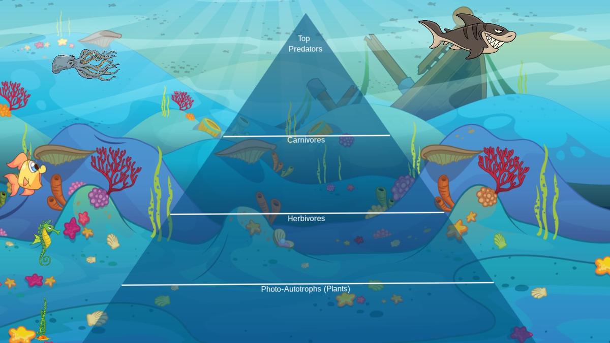 Ocean Ecological Pyramid