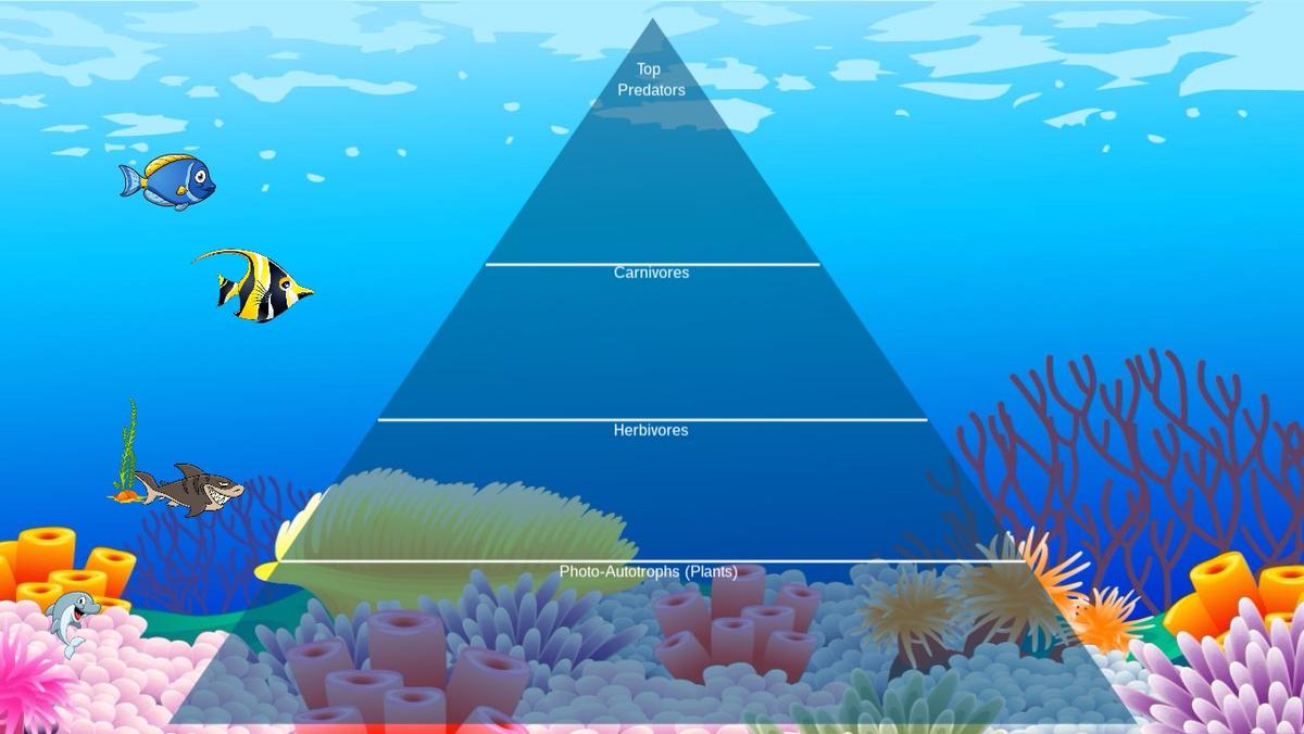 Ocean Ecological Pyramid