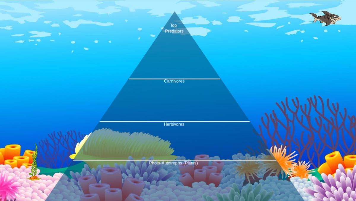 Ocean Ecological Pyramid