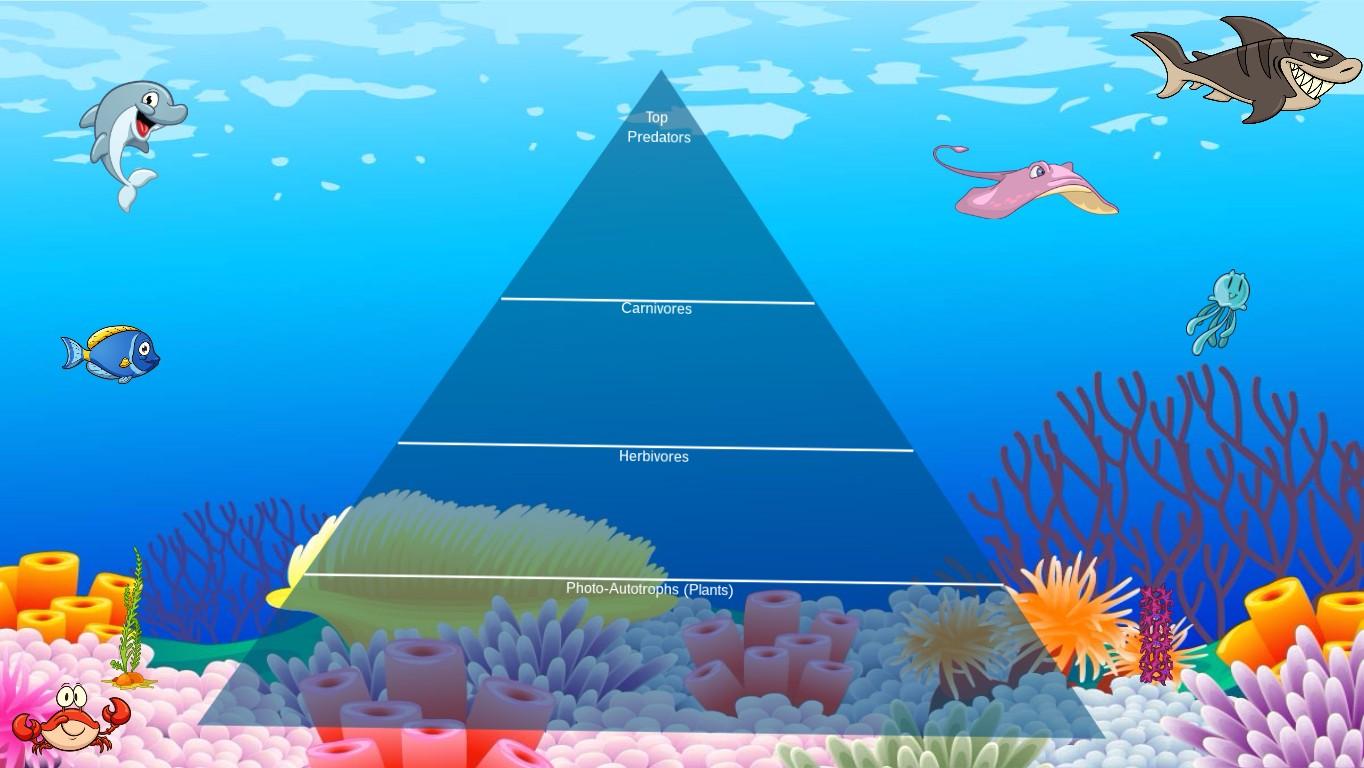 Ocean Ecological Pyramid