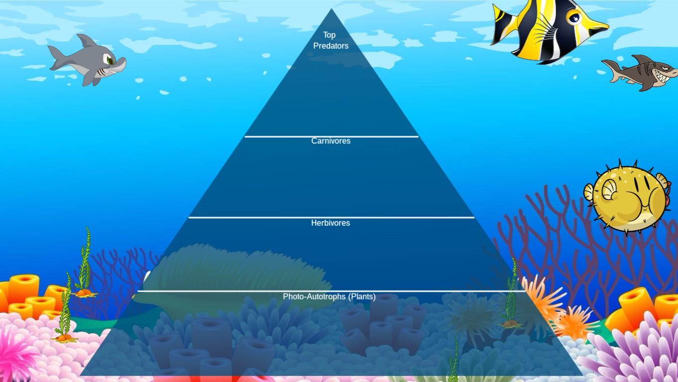 Ocean Ecological Pyramid