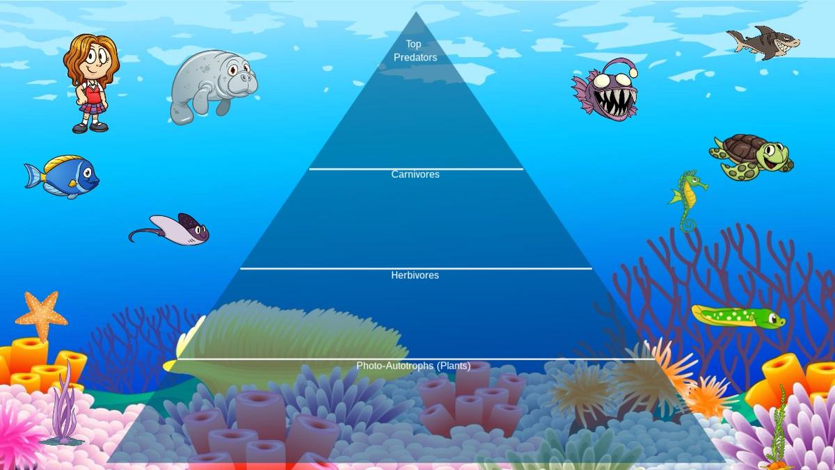 Ocean Ecological Pyramid