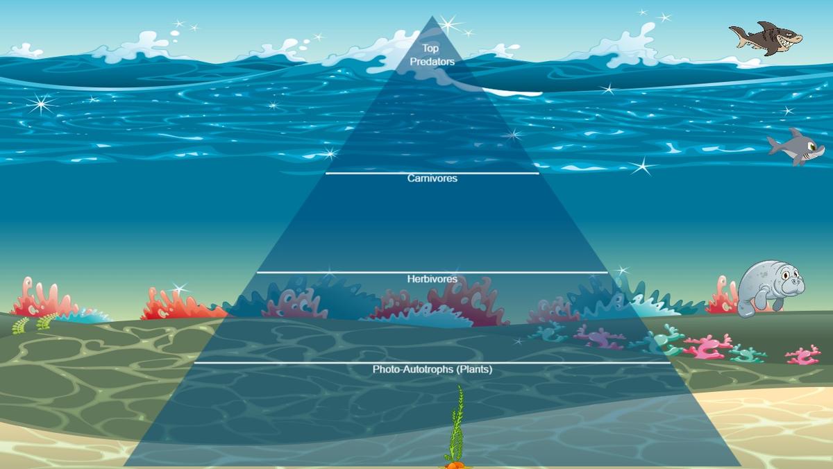 Ocean Ecological Pyramid