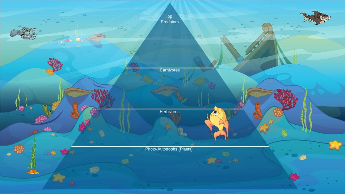 Ocean Ecological Pyramid