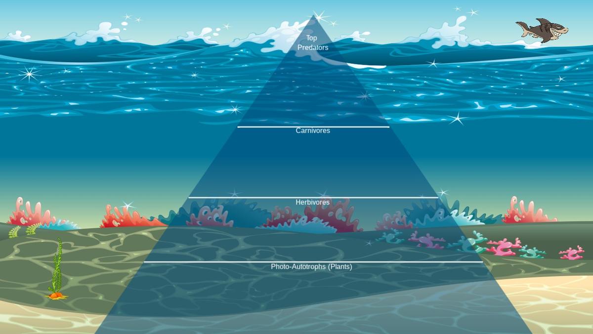 Ocean Ecological Pyramid