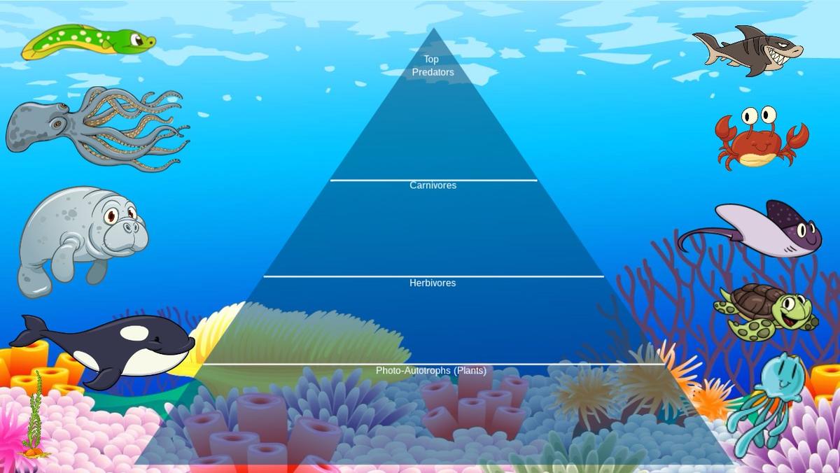 Ocean Ecological Pyramid