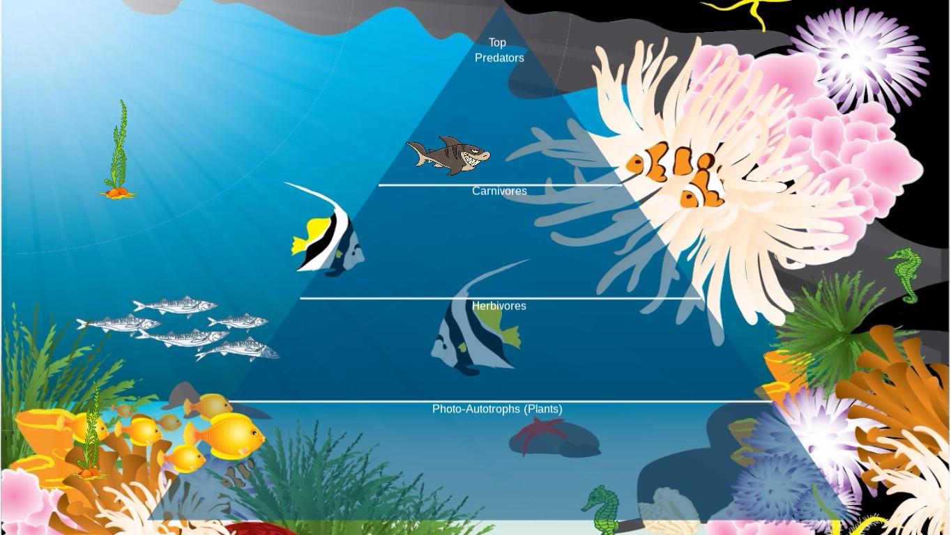 Ocean Ecological Pyramid