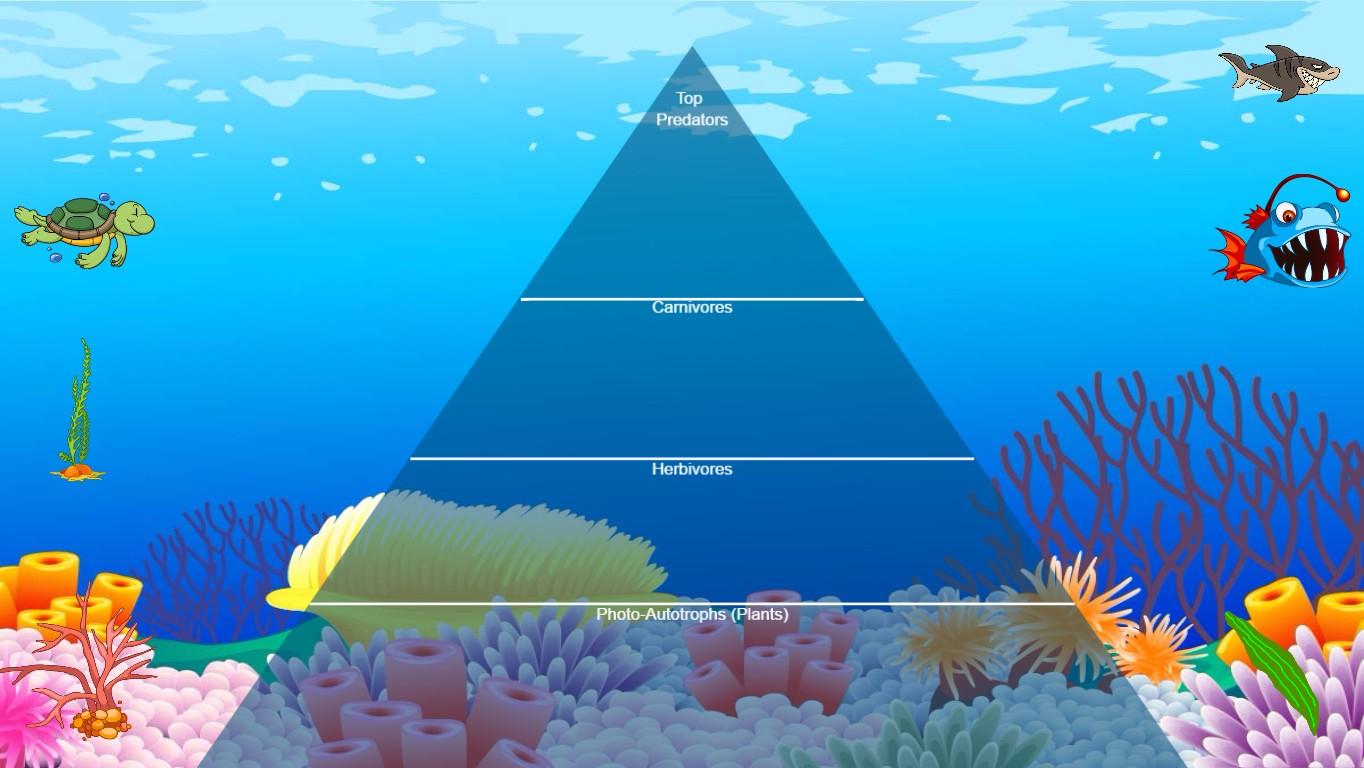 Ocean Ecological Pyramid