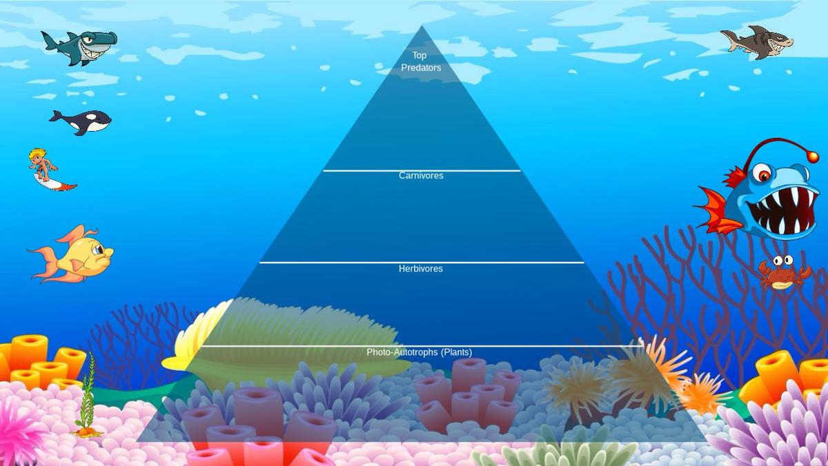 Ocean Ecological Pyramid