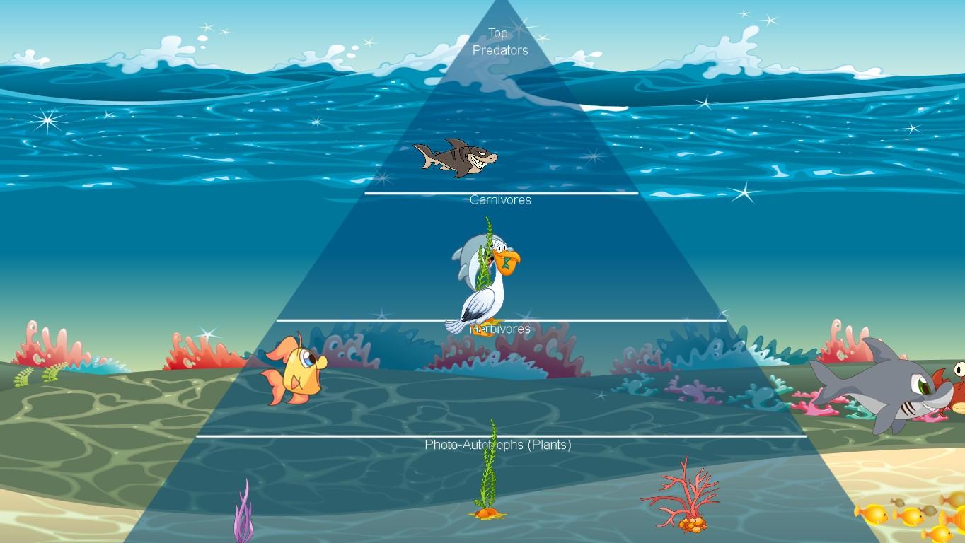 Ocean Ecological Pyramid