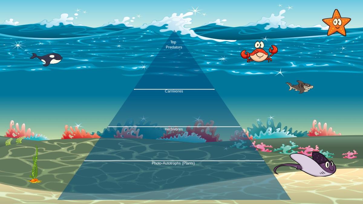 Ocean Ecological Pyramid