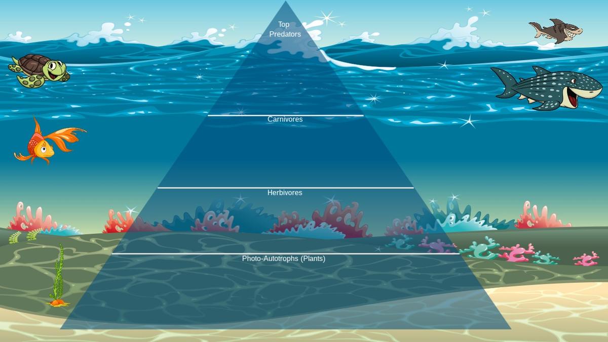 Ocean Ecological Pyramid