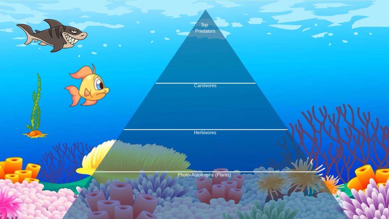 Ocean Ecological Pyramid