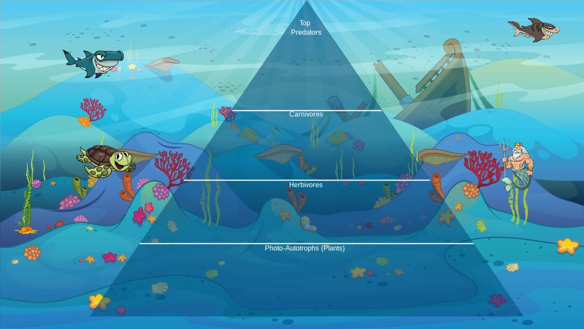 Ocean Ecological Pyramid