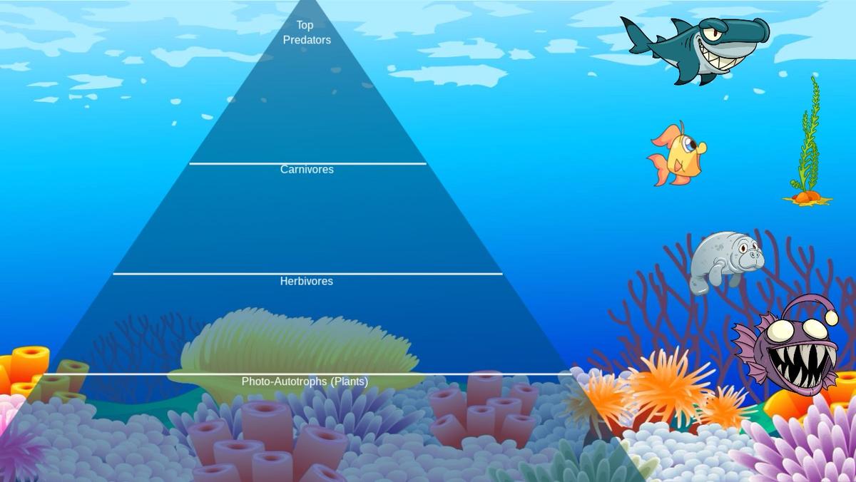 Ocean Ecological Pyramid