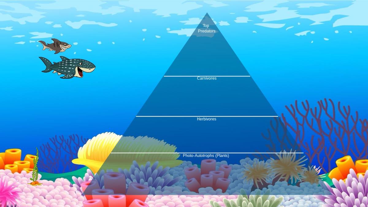 Ocean Ecological Pyramid