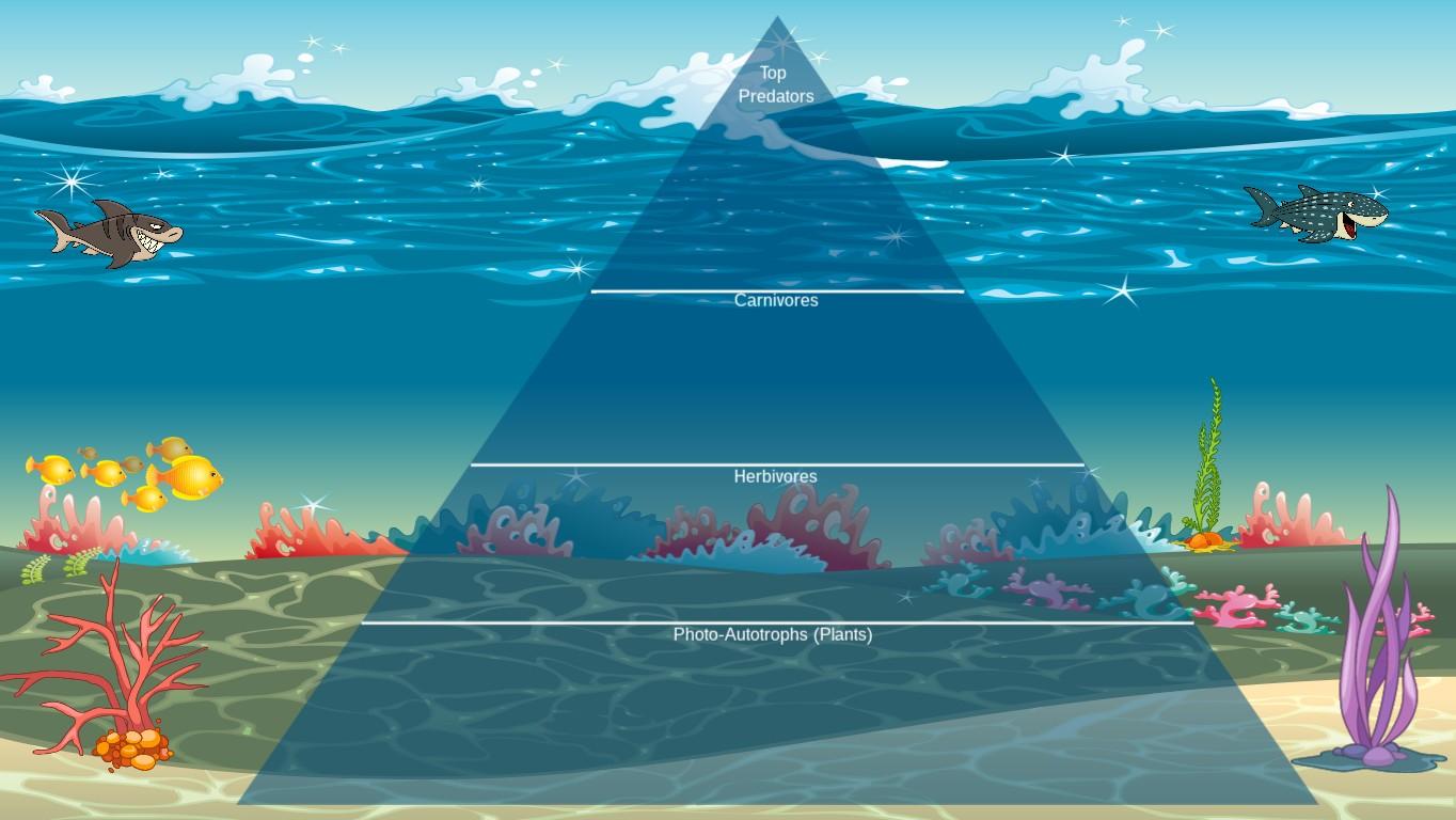 Ocean Ecological Pyramid