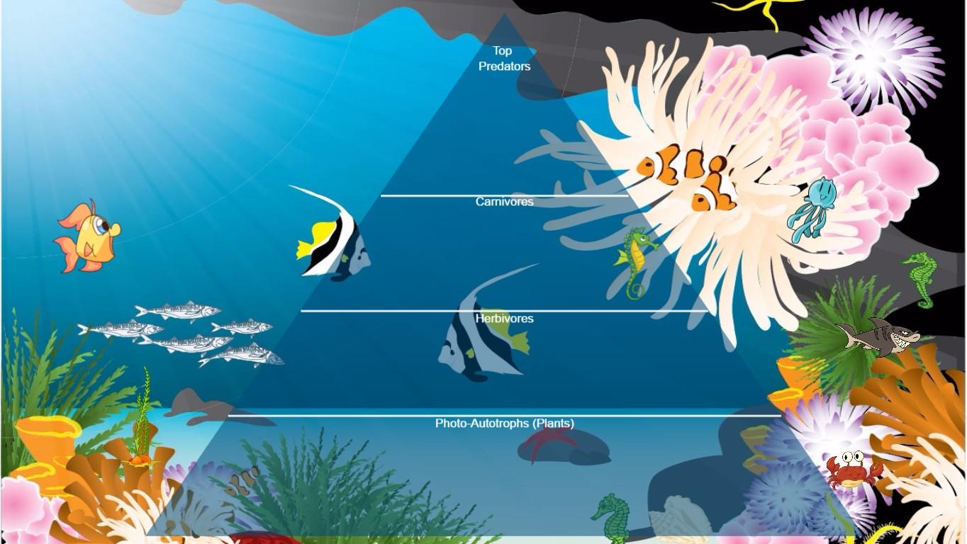 Ocean Ecological Pyramid