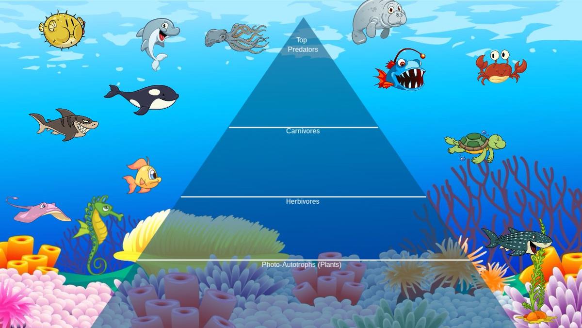 Ocean Ecological Pyramid