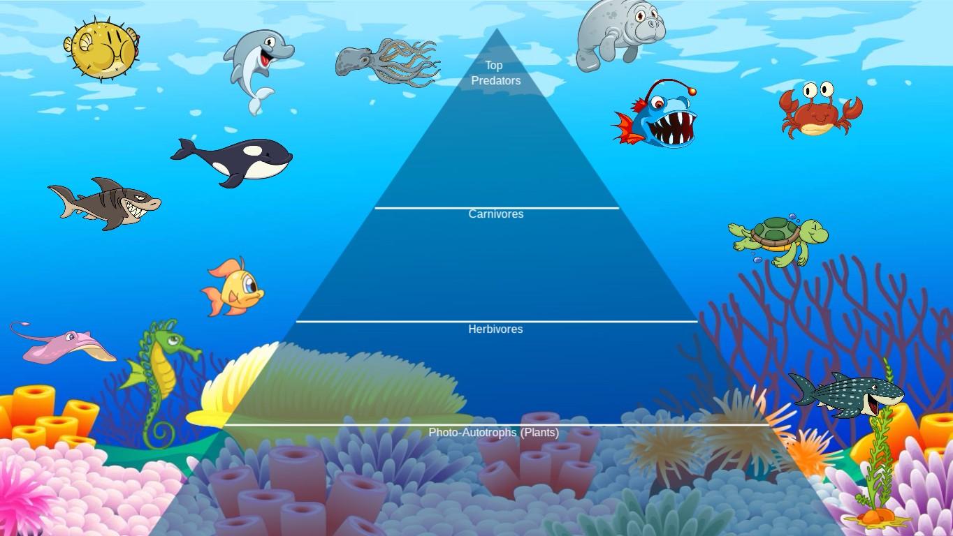 Ocean Ecological Pyramid