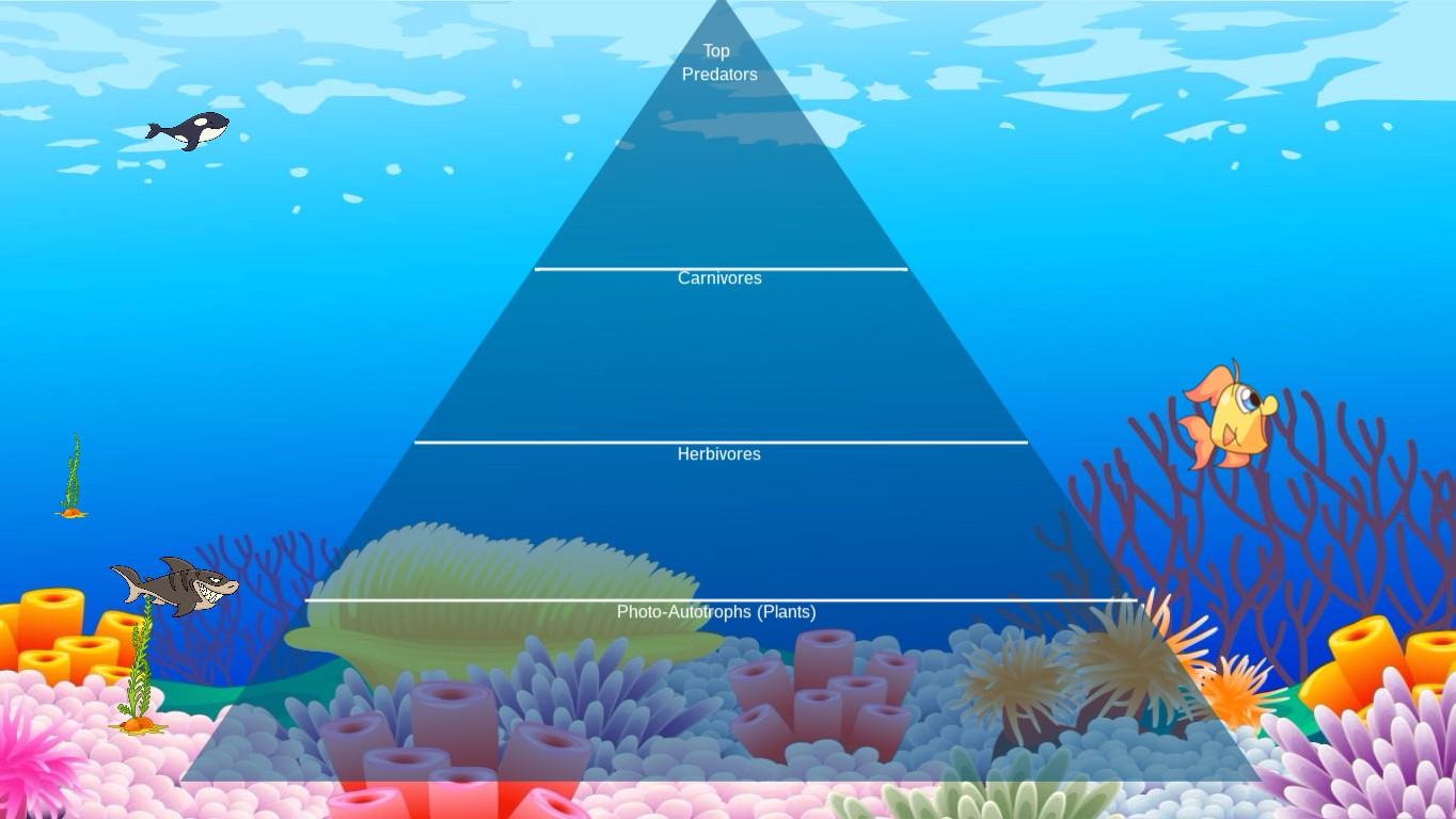 Ocean Ecological Pyramid