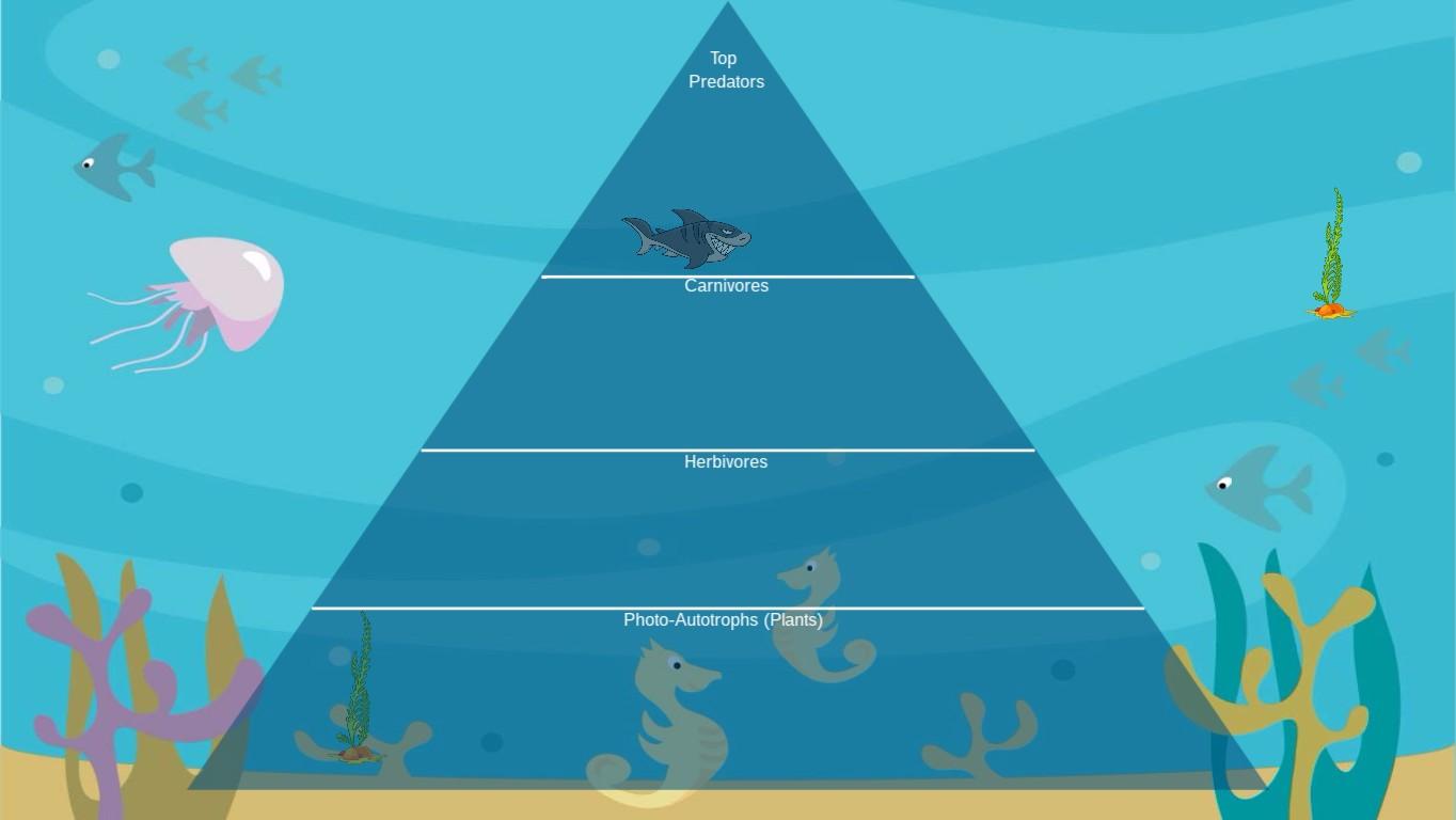 Ocean Ecological Pyramid