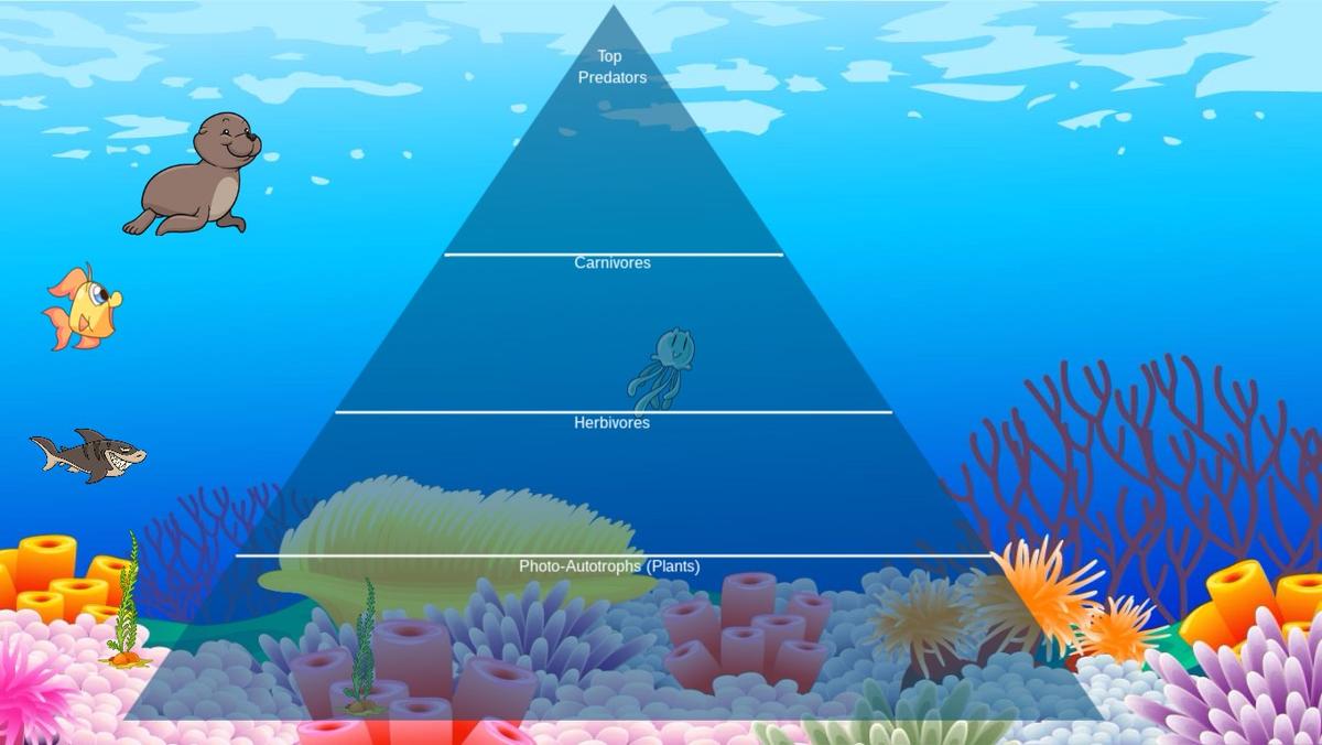 Ocean Ecological Pyramid