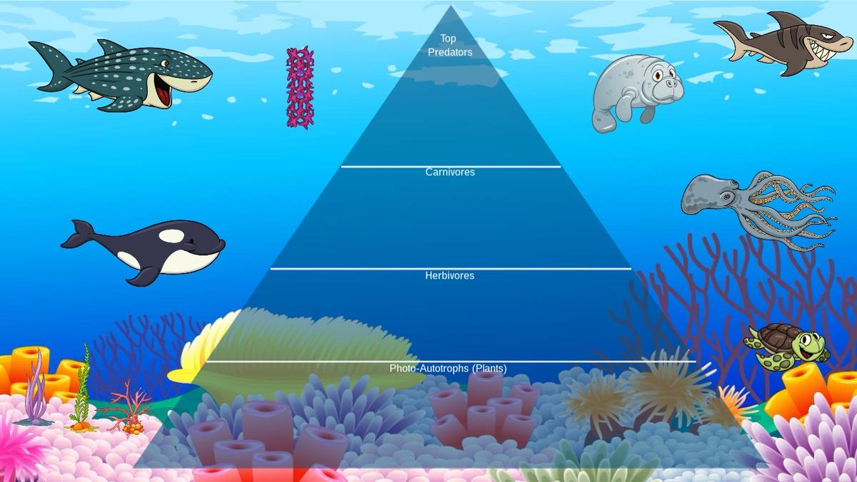 Ocean Ecological Pyramid