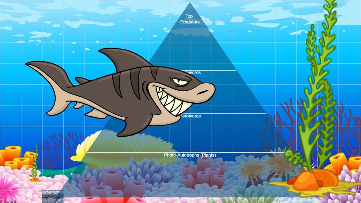 Ocean Ecological Pyramid