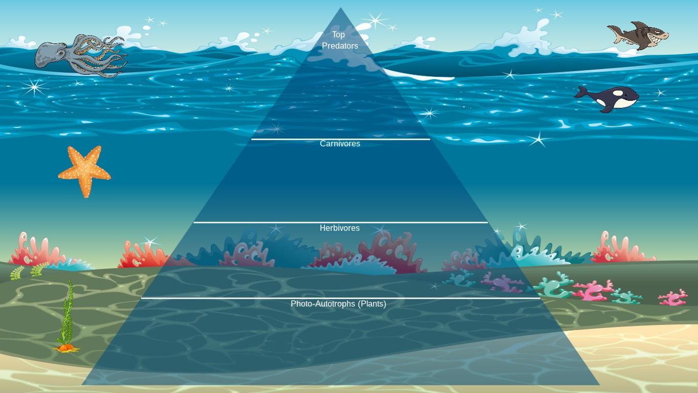 Ocean Ecological Pyramid