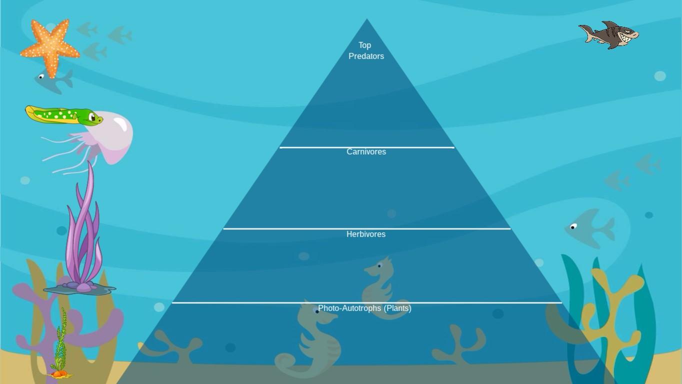 Ocean Ecological Pyramid