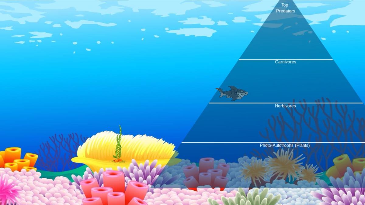 Ocean Ecological Pyramid