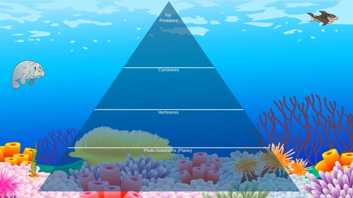 Ocean Ecological Pyramid