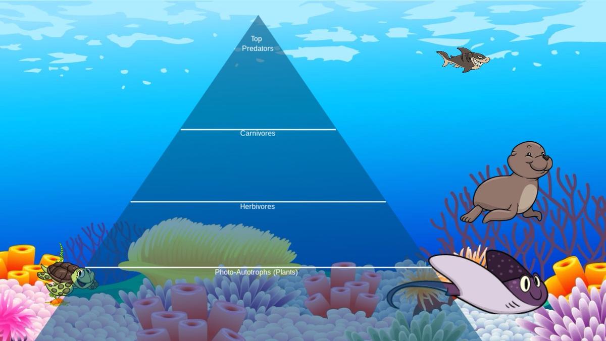 Ocean Ecological Pyramid