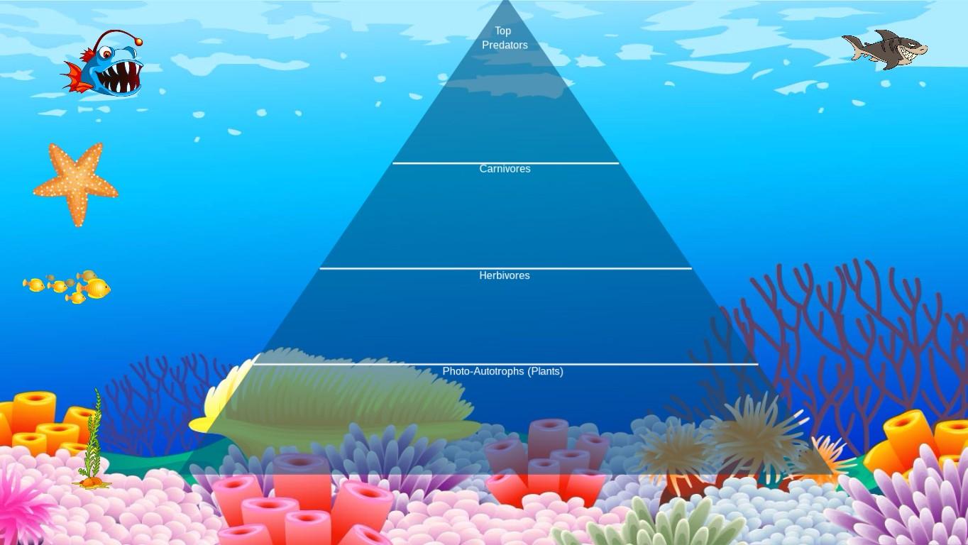 Ocean Ecological Pyramid