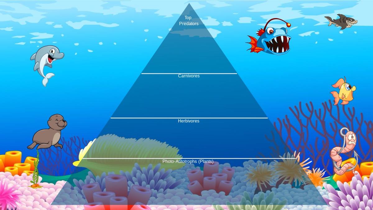 Ocean Ecological Pyramid