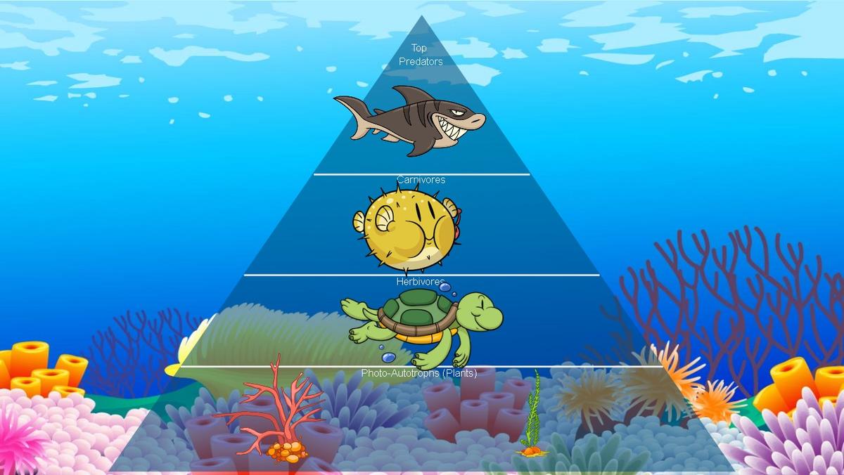 Ocean Ecological Pyramid