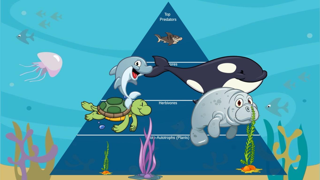 Ocean Ecological Pyramid