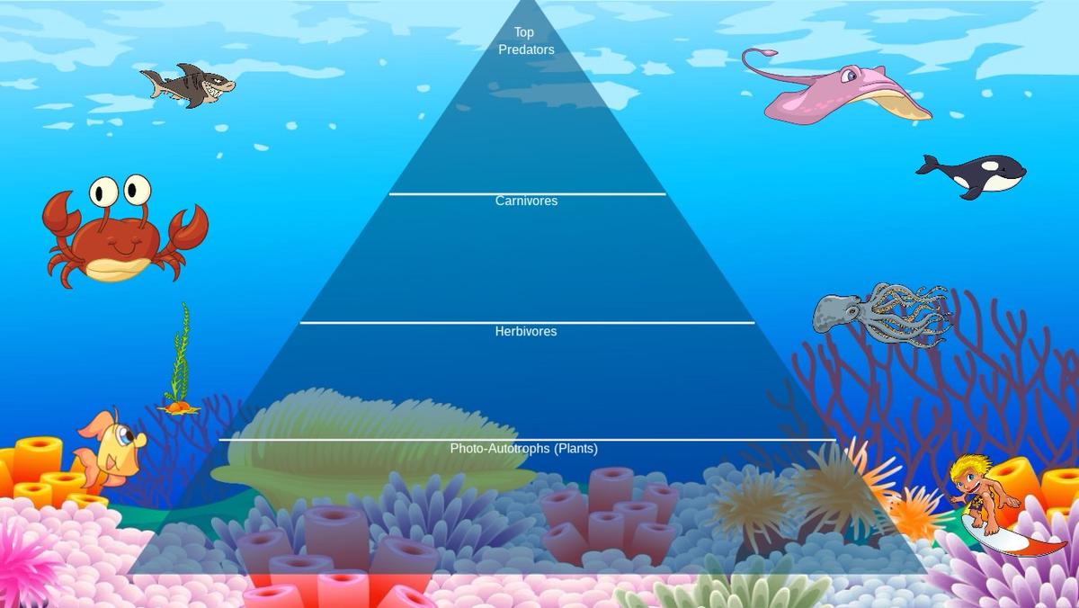 Ocean Ecological Pyramid