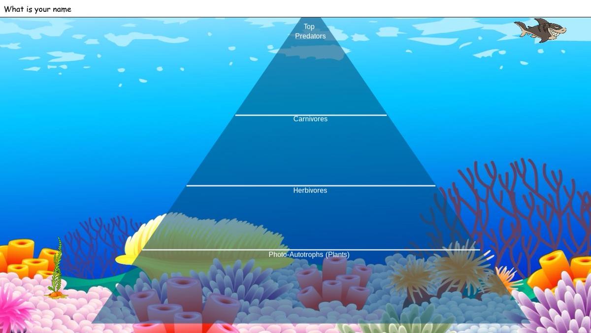 Ocean Ecological Pyramid