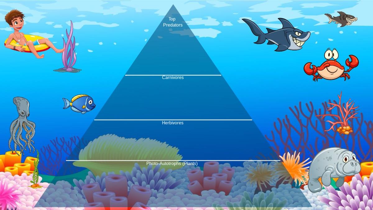 Ocean Ecological Pyramid