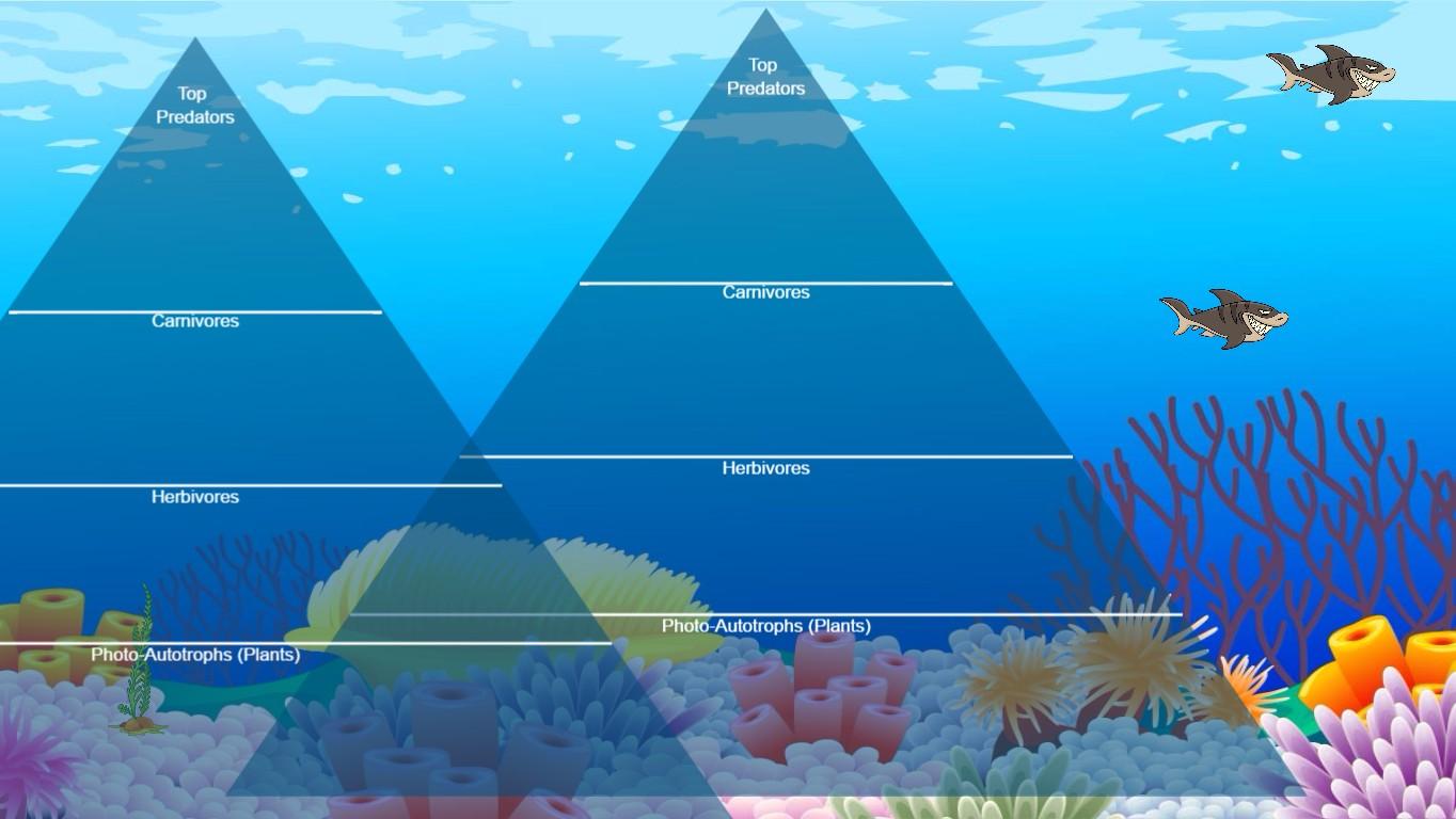 Ocean Ecological Pyramid