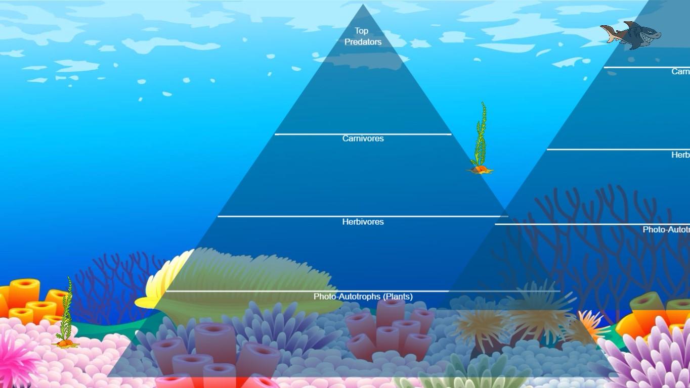 Ocean Ecological Pyramid