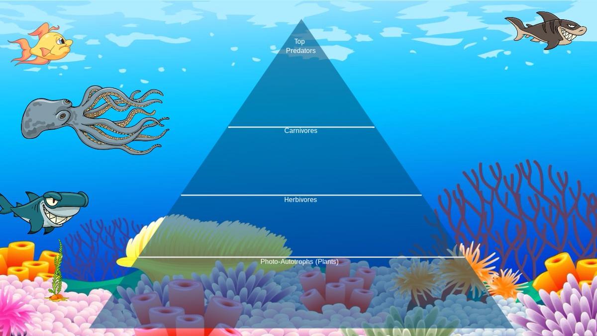 Ocean Ecological Pyramid