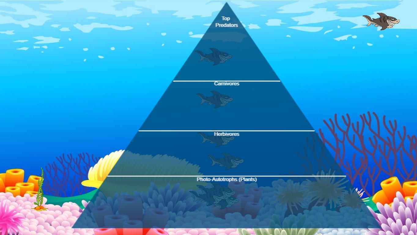 Ocean Ecological Pyramid