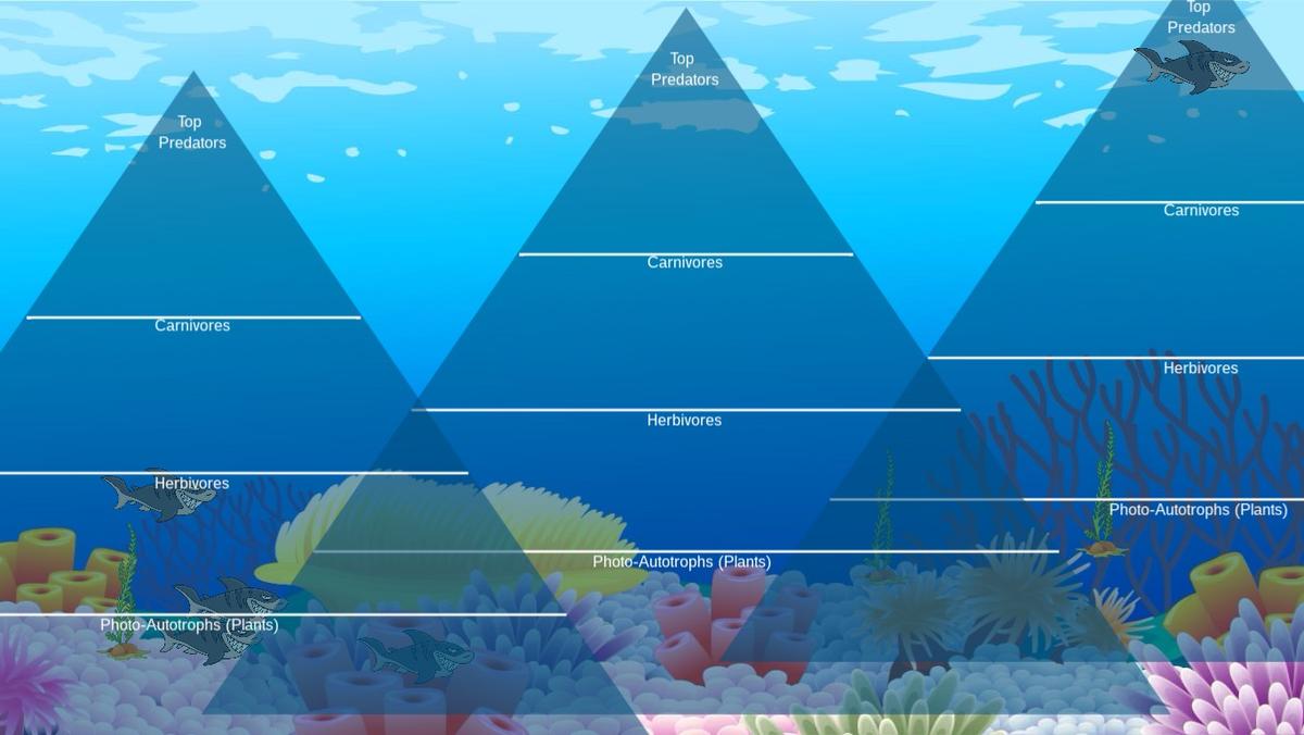 Ocean Ecological Pyramid