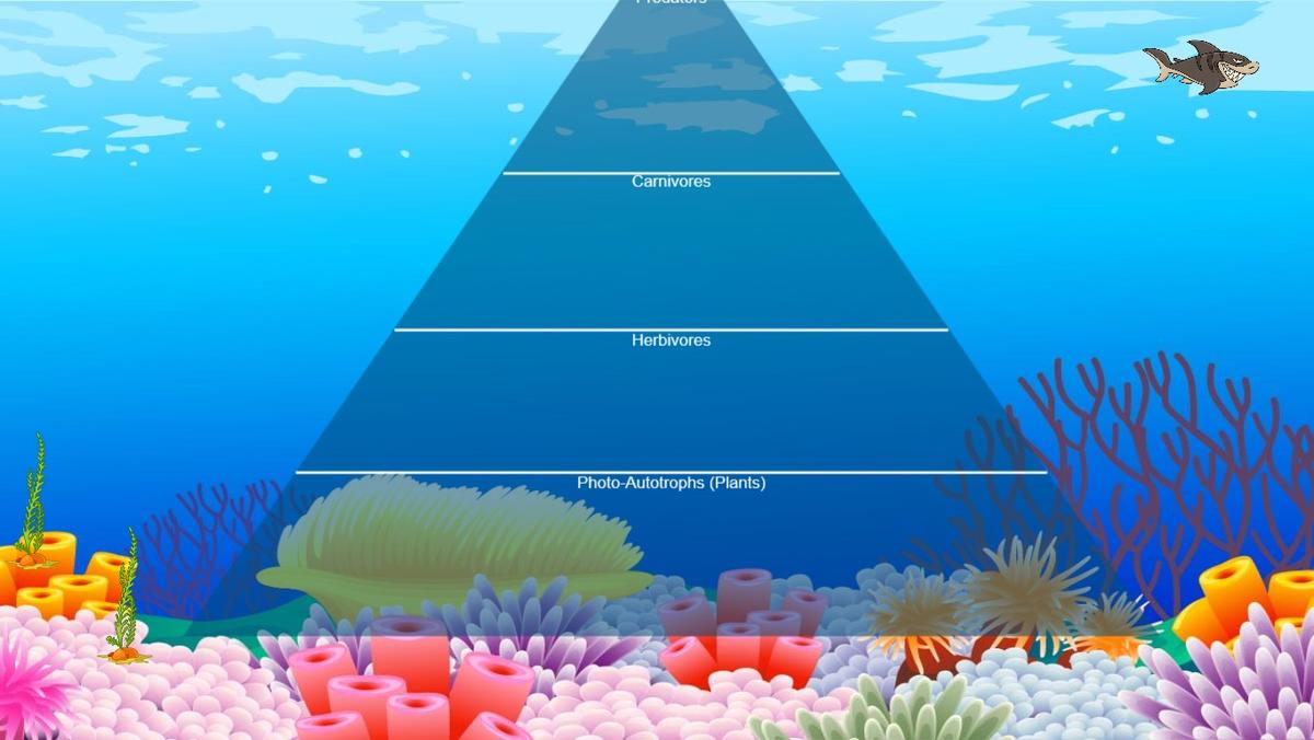 Ocean Ecological Pyramid