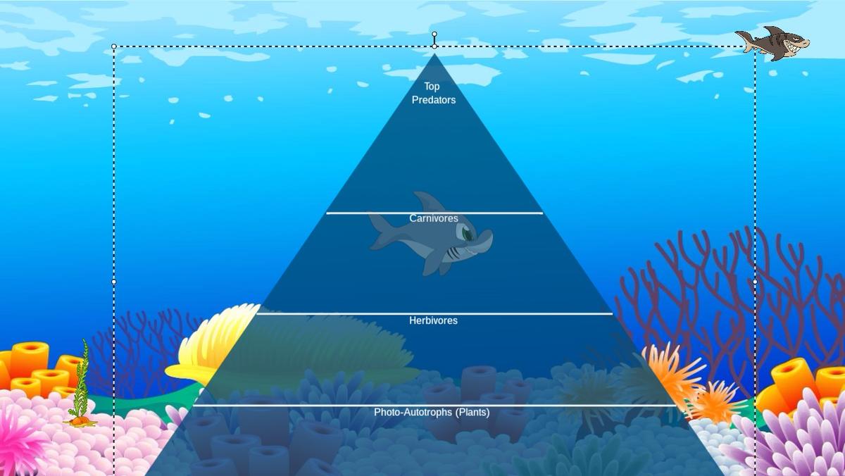 Ocean Ecological Pyramid