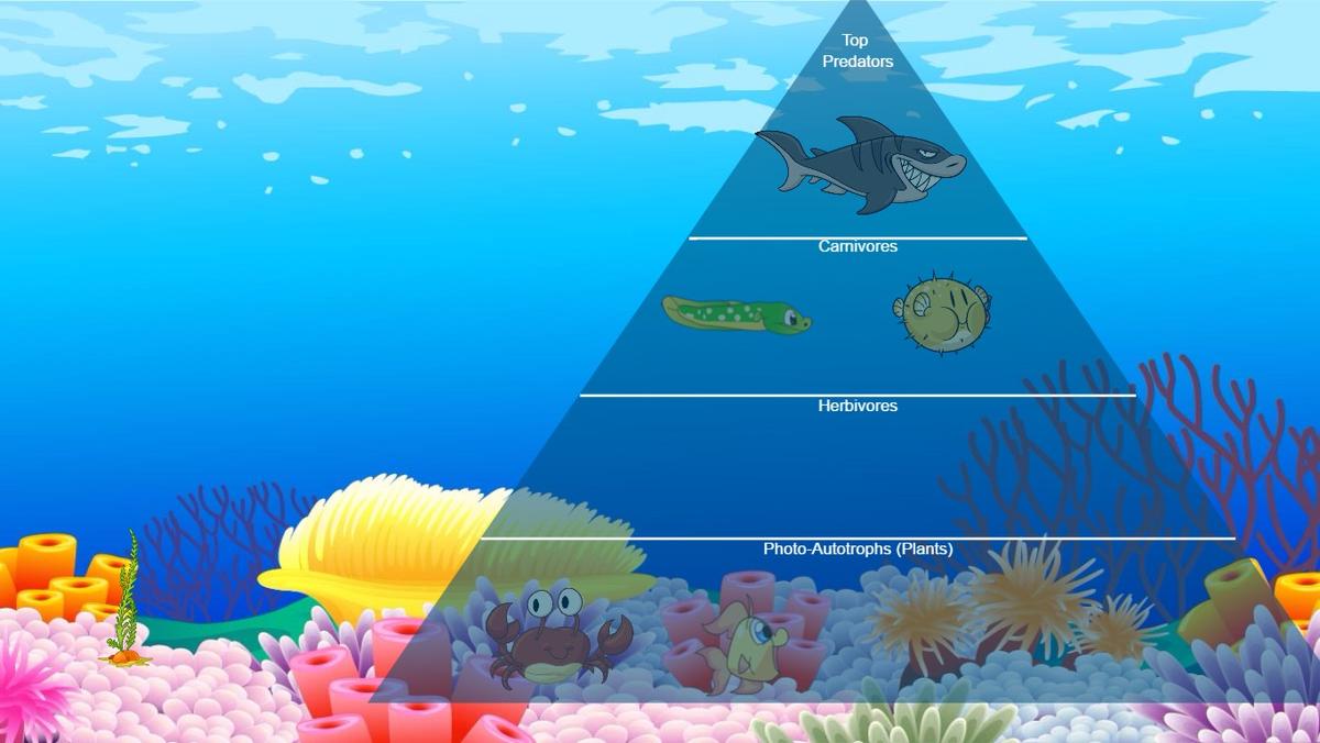 Ocean Ecological Pyramid